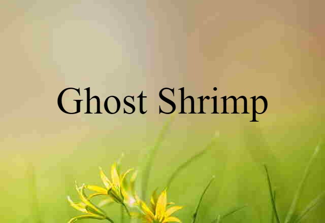 ghost shrimp