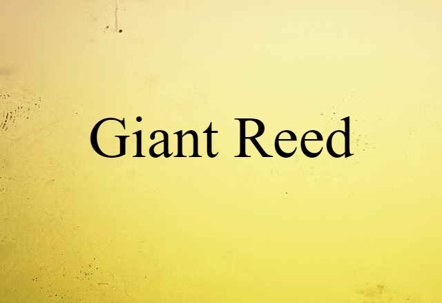 giant reed