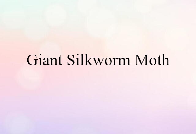 giant silkworm moth