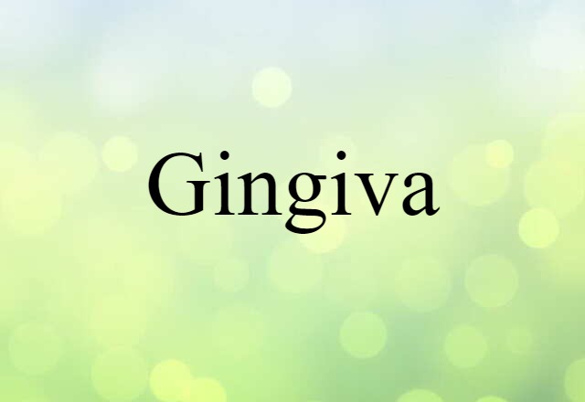 gingiva