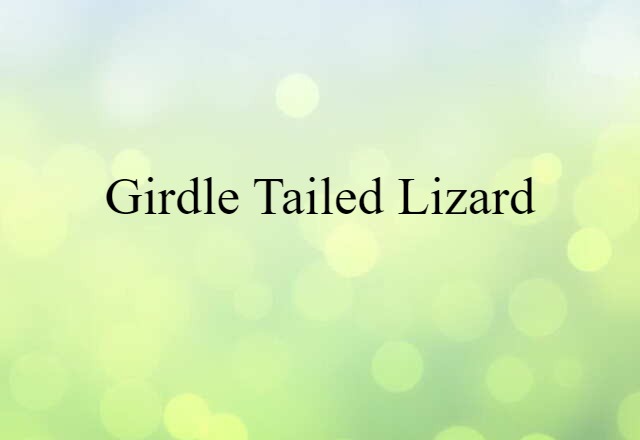 girdle-tailed lizard