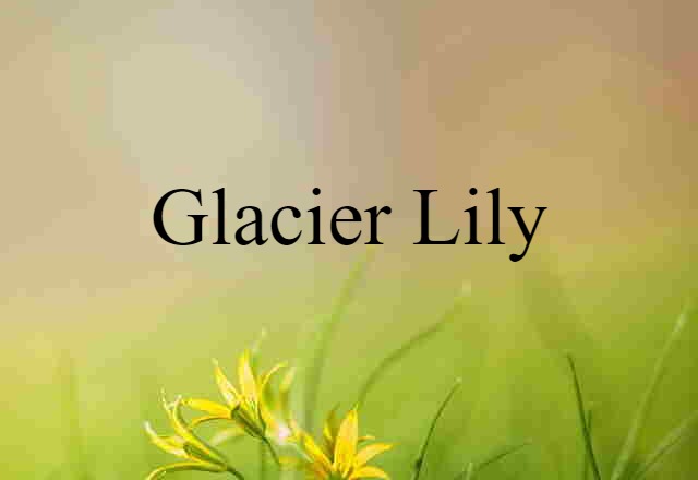 glacier lily