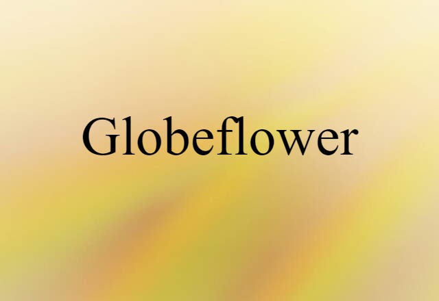 Globeflower (noun) Definition, Meaning & Examples