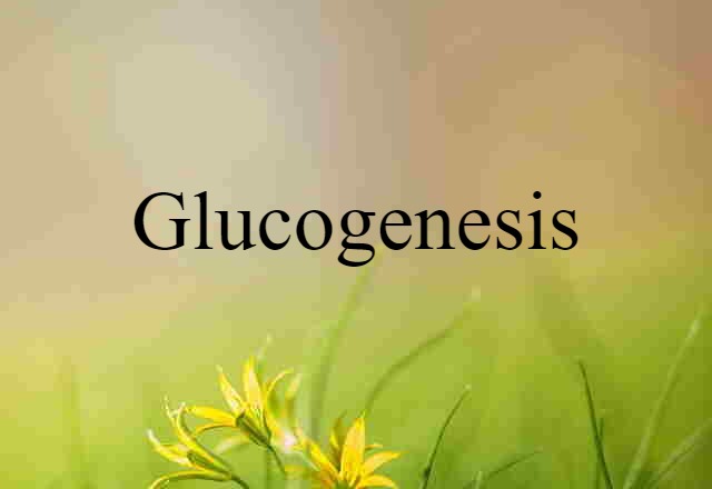 glucogenesis