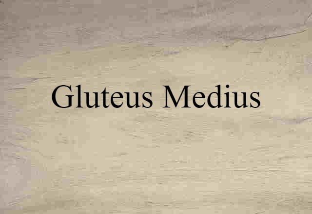 Gluteus Medius (noun) Definition, Meaning & Examples