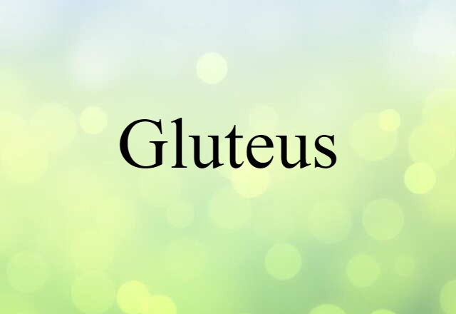 Gluteus (noun) Definition, Meaning & Examples