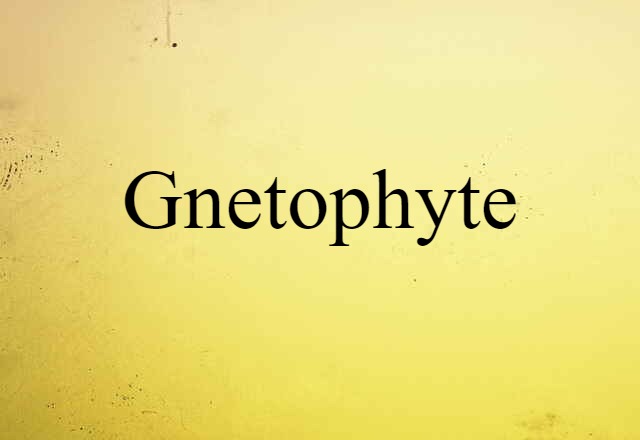 Gnetophyte (noun) Definition, Meaning & Examples