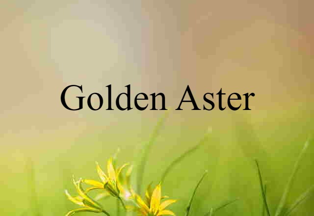 golden aster