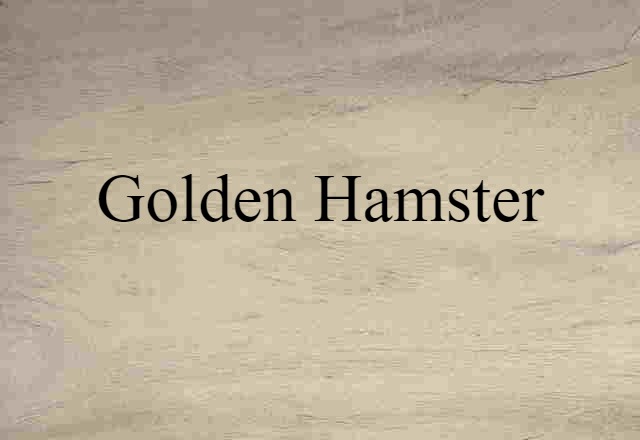 Golden Hamster (noun) Definition, Meaning & Examples