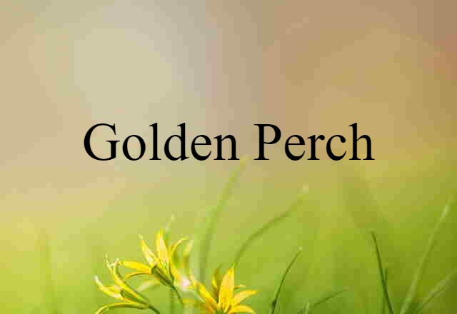 golden perch