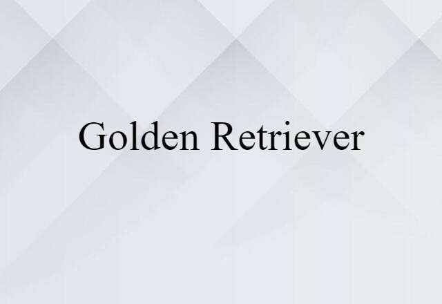 Golden Retriever (noun) Definition, Meaning & Examples