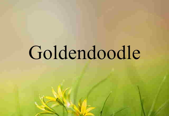 Goldendoodle (noun) Definition, Meaning & Examples