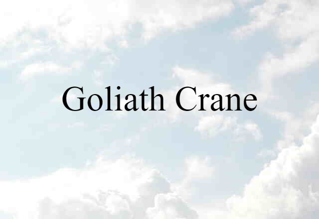 Goliath Crane (noun) Definition, Meaning & Examples