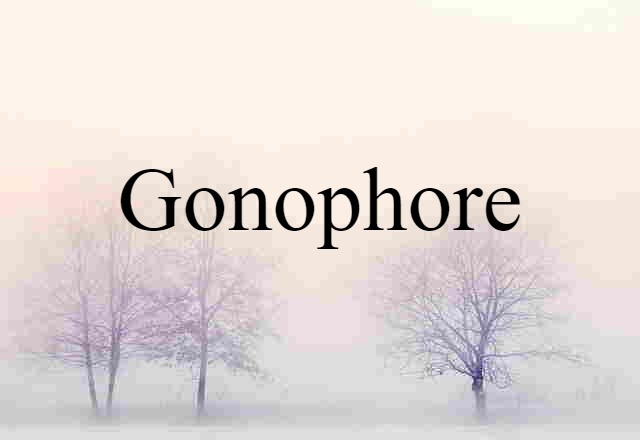 gonophore