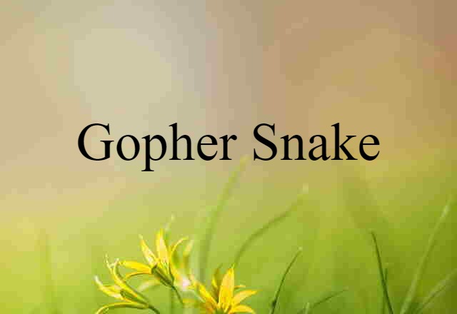 gopher snake