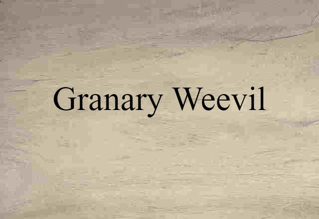 granary weevil