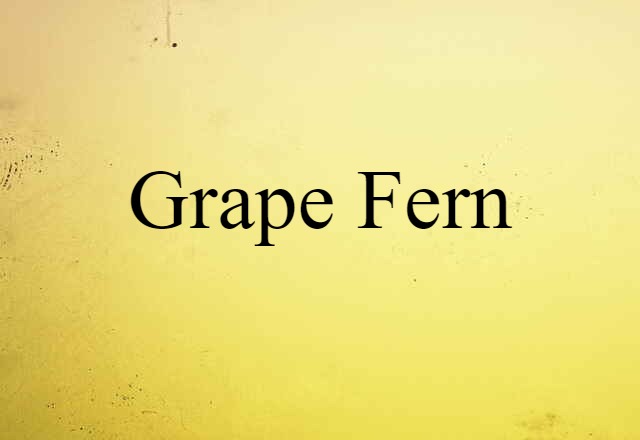 grape fern