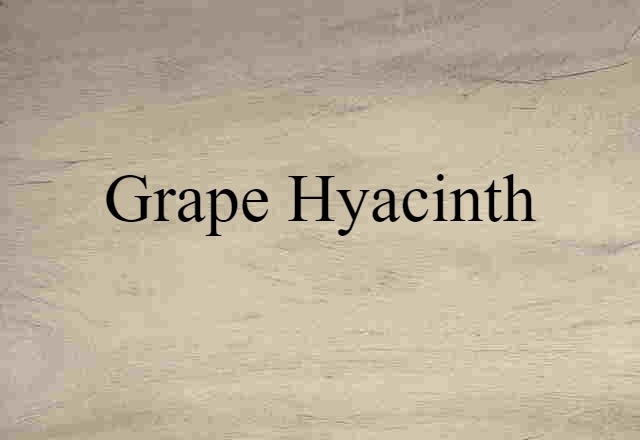 grape hyacinth