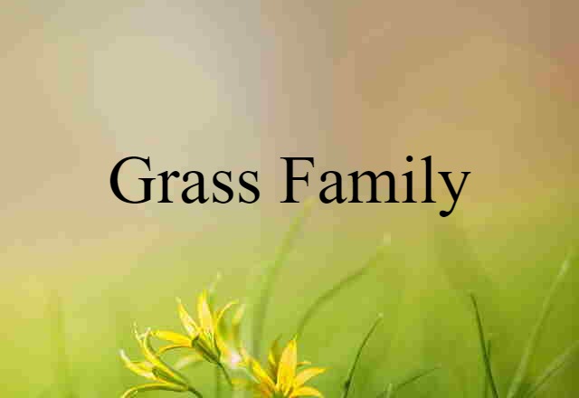 Grass Family (noun) Definition, Meaning & Examples