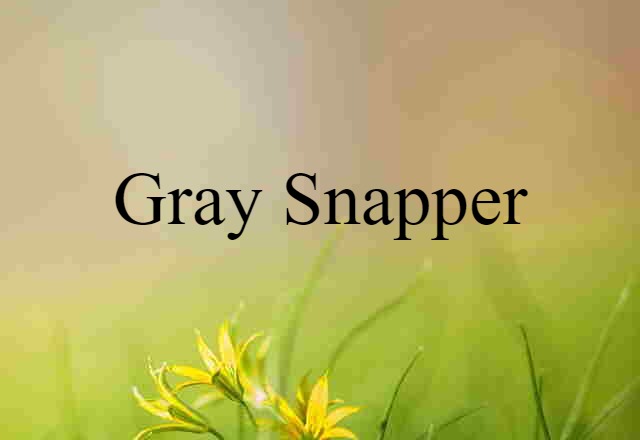 Gray Snapper (noun) Definition, Meaning & Examples