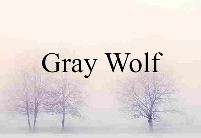 gray wolf