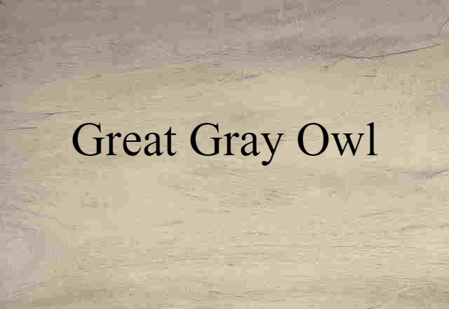 great gray owl