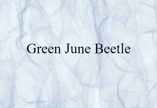 green June beetle