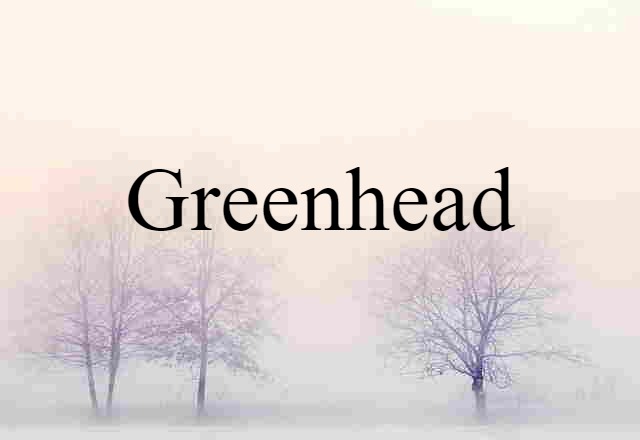 Greenhead (noun) Definition, Meaning & Examples