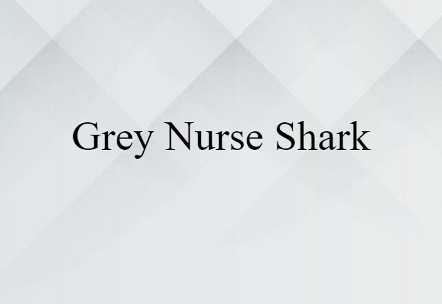 Grey Nurse Shark (noun) Definition, Meaning & Examples