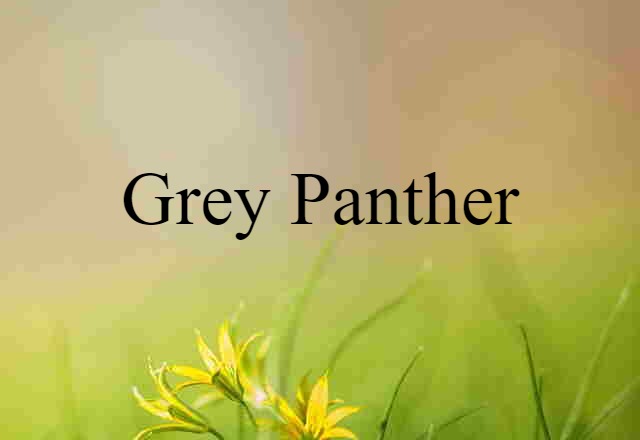 grey panther