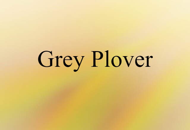 Grey Plover (noun) Definition, Meaning & Examples