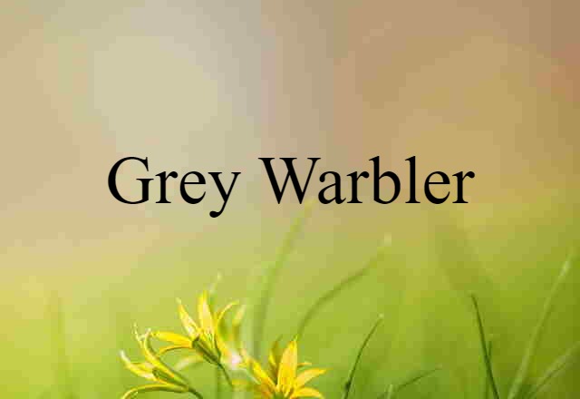 Grey Warbler (noun) Definition, Meaning & Examples