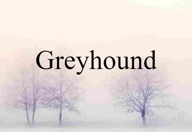 greyhound