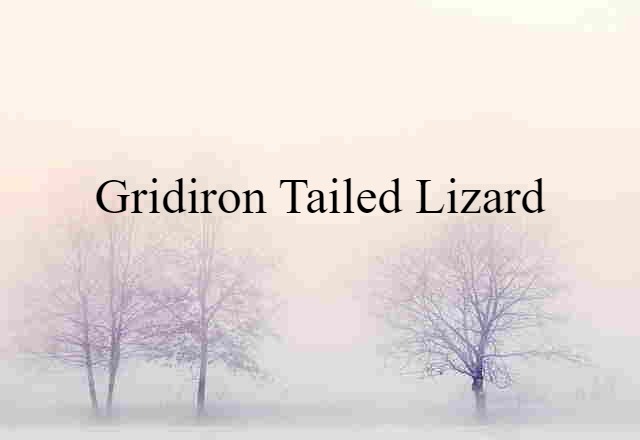 Gridiron-tailed Lizard (noun) Definition, Meaning & Examples