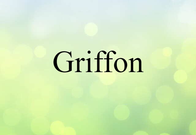 griffon