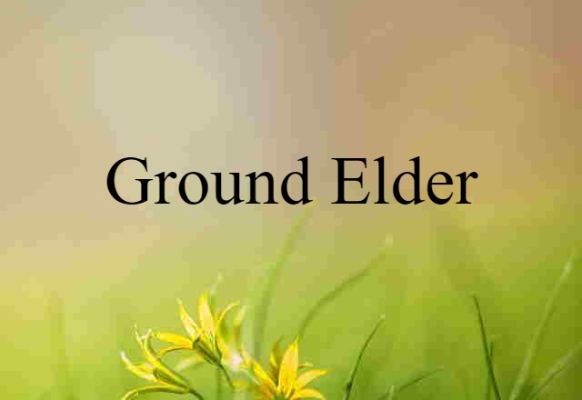 Ground Elder (noun) Definition, Meaning & Examples