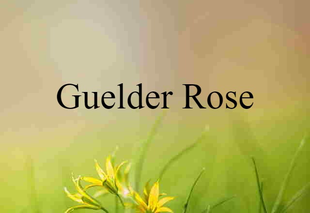 Guelder Rose (noun) Definition, Meaning & Examples