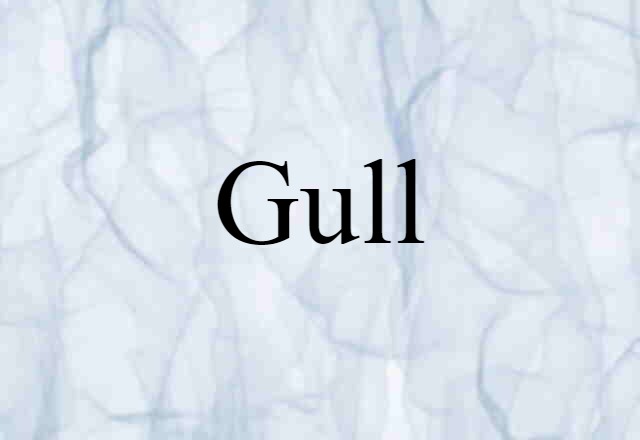 gull