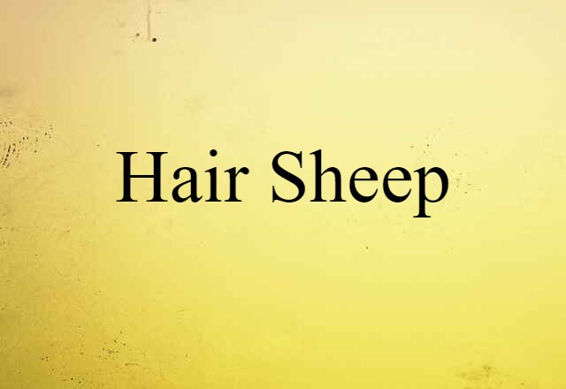 hair sheep