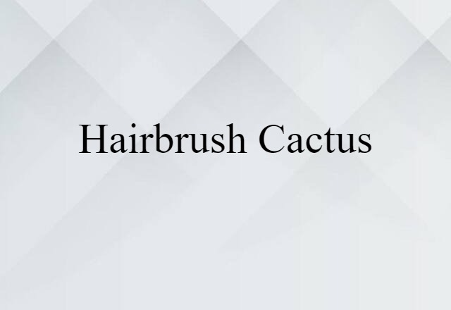 hairbrush cactus