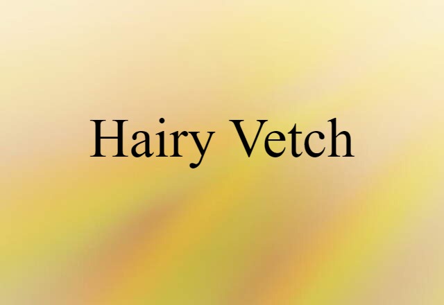 hairy vetch