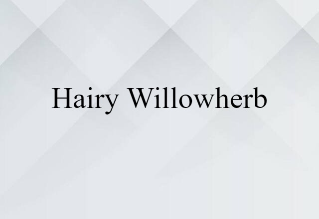 hairy willowherb