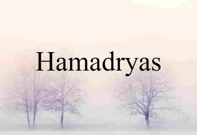 hamadryas