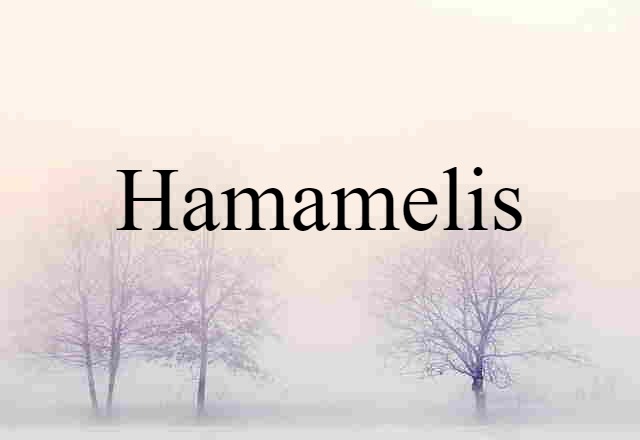 Hamamelis (noun) Definition, Meaning & Examples