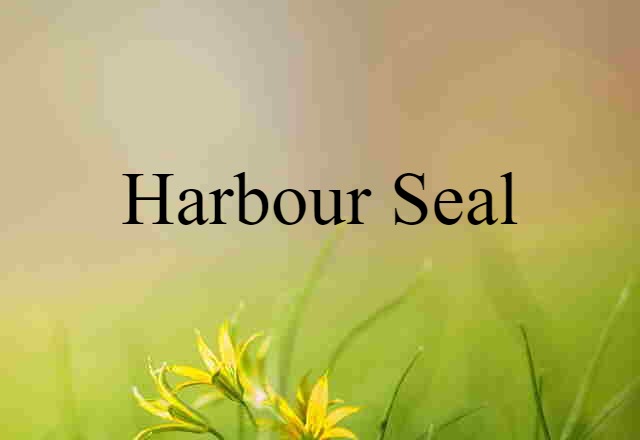 Harbour Seal (noun) Definition, Meaning & Examples