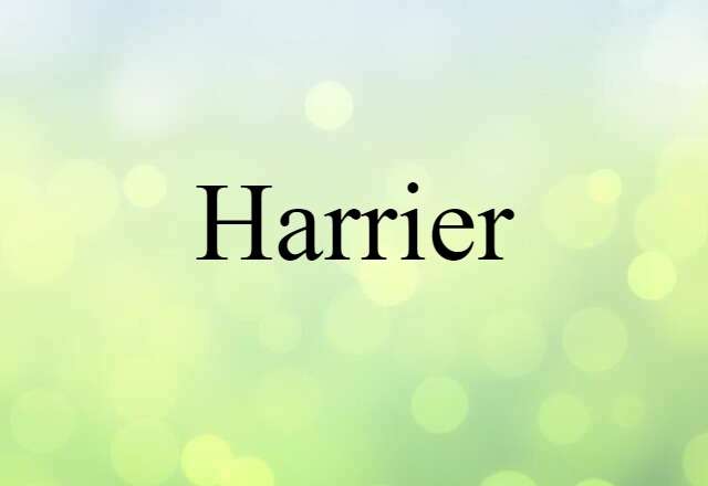 Harrier (noun) Definition, Meaning & Examples