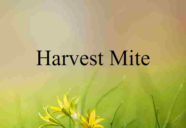 harvest mite