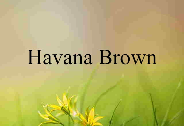 Havana Brown (noun) Definition, Meaning & Examples