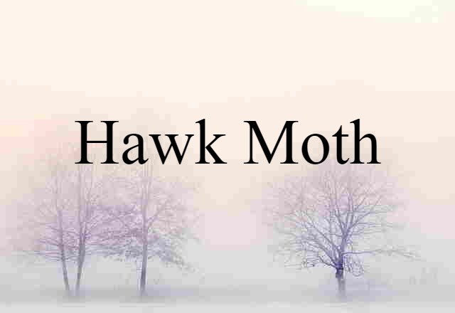 hawk moth