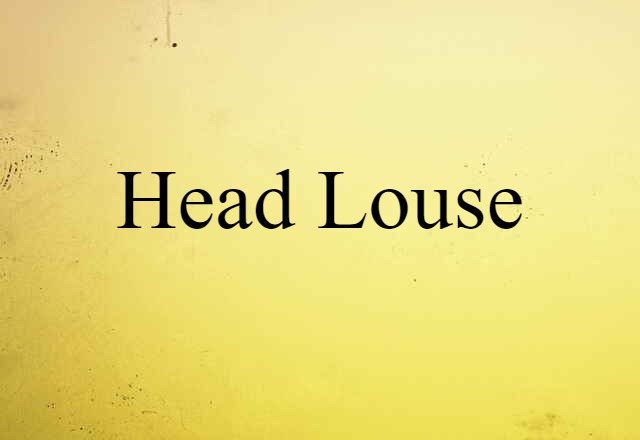 Head Louse (noun) Definition, Meaning & Examples